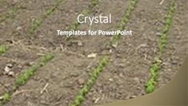  Presentation with seedling - PPT theme enhanced with pea plant seedling field endless pea rows in a garden background and a coral colored foreground