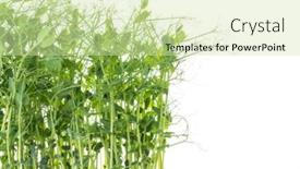  Presentation with grown - Slide deck featuring pea-shoots-with-tendrils-grown background and a soft green colored foreground