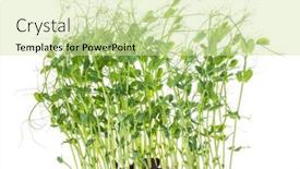  Presentation with grown - PPT theme featuring pea-shoots-with-tendrils-grown background and a soft green colored foreground