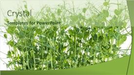  Presentation with grown - Presentation design consisting of pea-shoots-with-tendrils-grown background and a mint green colored foreground