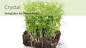  Presentation with container gardening - PPT theme featuring pea-sprouts-taken-from-container background and a yellow colored foreground