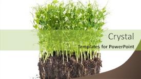  Presentation with container gardening - Presentation theme having pea-sprouts-taken-from-container background and a yellow colored foreground