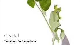  Presentation with stem - 