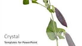  Presentation with stem - 