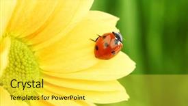  Presentation with iris flower yellow - Amazing PPT theme having peace flowers - ladybug on yellow flower backdrop and a  colored foreground