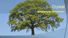  Presentation with oak tree - Presentation theme with peace symbol - oak tree in leaf background and a tawny brown colored foreground