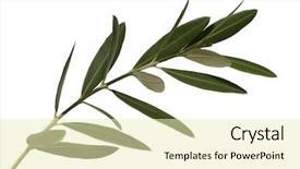  Presentation with olive - Colorful presentation enhanced with peace symbol - olive leaves backdrop and a soft green colored foreground