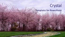  Presentation with cherry blossom - Beautiful presentation theme featuring peaceful march - cherry blossom trees in springtime backdrop and a  colored foreground