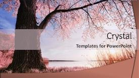  Presentation with peaceful serenity - Presentation theme featuring peaceful serenity - old big tree infrared photography background and a lemonade colored foreground