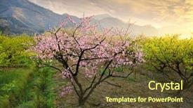  Presentation with bloom - Theme enhanced with peach blossom bloom background and a tawny brown colored foreground