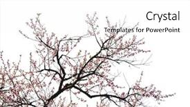  Presentation with bloom - Beautiful PPT theme featuring peach blossom bloom backdrop and a white colored foreground