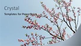  Presentation with bloom - Colorful slide set enhanced with peach blossom bloom in an orchard backdrop and a light blue colored foreground