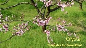  Presentation with orchard - 