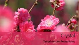  Presentation with chinese new year - Amazing slide set having peach blossom decoration flower backdrop and a red colored foreground