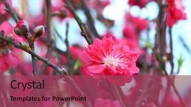  Presentation with chinese new year - Colorful PPT layouts enhanced with peach blossom decoration flower backdrop and a violet colored foreground