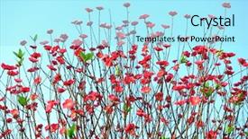  Presentation with bloom - Presentation theme having peach blossom flower apricot-tree branch in bloom background and a arctic colored foreground