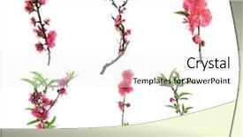  Presentation with flower - Slide deck having peach blossom flower collection isolated background and a white colored foreground