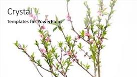  Presentation with gross blossom - Cool new PPT theme with peach blossom flower collection isolated backdrop and a white colored foreground