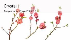  Presentation with gross blossom - Colorful slide set enhanced with peach blossom flower collection isolated backdrop and a sky blue colored foreground