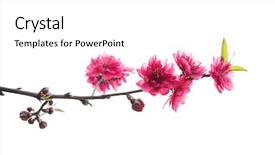  Presentation with flower - Slide deck featuring peach blossom flower collection isolated background and a white colored foreground