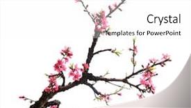  Presentation with flower - Audience pleasing PPT theme consisting of peach blossom flower collection isolated backdrop and a white colored foreground