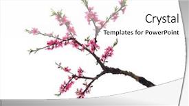  Presentation with flower - Colorful theme enhanced with peach blossom flower collection isolated backdrop and a white colored foreground