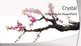  Presentation with soft white flower - Cool new presentation theme with peach blossom flower collection isolated backdrop and a sky blue colored foreground