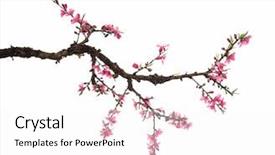  Presentation with shining blossom - PPT theme with peach blossom flower collection isolated background and a white colored foreground