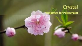  Presentation with springtime - Cool new presentation with peach-blossom-in-springtime-first backdrop and a tawny brown colored foreground