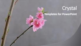  Presentation with peach and cherries - Slides featuring peach blossom in springtime first background and a gray colored foreground