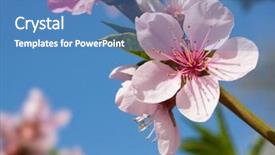  Presentation with clear sunny day rural landscape - Amazing presentation having peach blossom in the sunny backdrop and a teal colored foreground