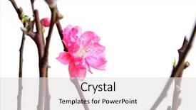  Presentation with chinese new year - Amazing slide deck having peach blossoms for chinese new year backdrop and a light gray colored foreground