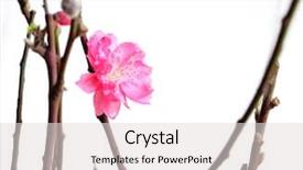  Presentation with chinese new year 2021 - Slide deck consisting of peach blossoms for chinese new background and a  colored foreground