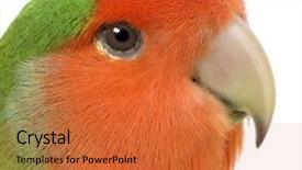  Presentation with wedding peach - Presentation theme with peach-faced lovebirdin - agapornis roseicollis background and a red colored foreground