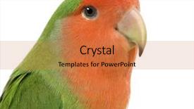  Presentation with wedding peach - Colorful presentation enhanced with peach-faced lovebirdin - agapornis roseicollis backdrop and a coral colored foreground