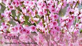  Presentation with drawing of pink lotus flower - Colorful slides enhanced with peach flower blossom on pink backdrop and a  colored foreground