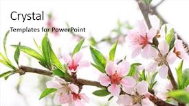  Presentation with flower - Beautiful theme featuring peach flower blossom on white backdrop and a white colored foreground