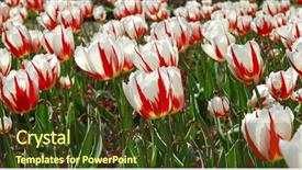  Presentation with cherry blossoms in full bloom - Amazing presentation theme having peach flower daisy - colorful spring tulips in full backdrop and a  colored foreground