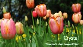  Presentation with cherry blossoms in full bloom - Slides consisting of peach flower daisy - colorful spring tulips in full background and a  colored foreground