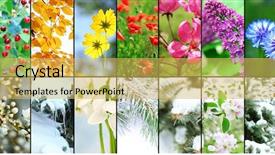  Presentation with daisy - Amazing presentation theme having peach flower daisy - four seasons collage winter spring backdrop and a yellow colored foreground