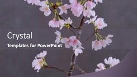  Presentation with sakura - Theme with peach-flower-sakura-cherry-blossom background and a gray colored foreground