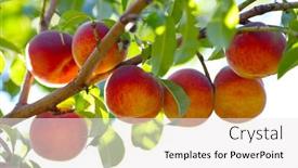  Presentation with fruits - PPT layouts featuring peach-tree-with-ripe-fruits background and a white colored foreground