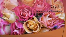  Presentation with wedding roses - PPT layouts consisting of peachy yellow and pinkish background and a  colored foreground