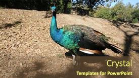  Presentation with peacock - Slide deck having peacock a beautiful male peacock background and a tawny brown colored foreground