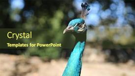  Presentation with sunshine - Presentation design consisting of peacock a beautiful male peacock background and a tawny brown colored foreground