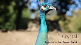 Presentation with peacock - Beautiful PPT theme featuring peacock a beautiful male peacock backdrop and a coral colored foreground