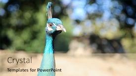  Presentation with sunshine - PPT theme having peacock a beautiful male peacock background and a lemonade colored foreground
