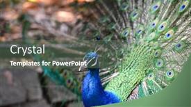  Presentation with peacock - Theme consisting of beauty with open tail close background and a gray colored foreground
