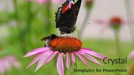  Presentation with bumblebee - Cool new PPT theme with peacock butterfly bumblebee on flower backdrop and a gold colored foreground