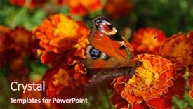  Presentation with peacock - Amazing PPT theme having peacock butterfly on a marigold backdrop and a tawny brown colored foreground